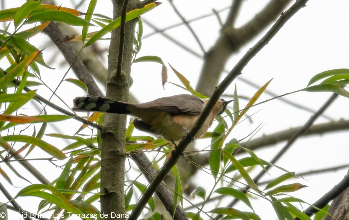 Dark-billed Cuckoo - ML178030221