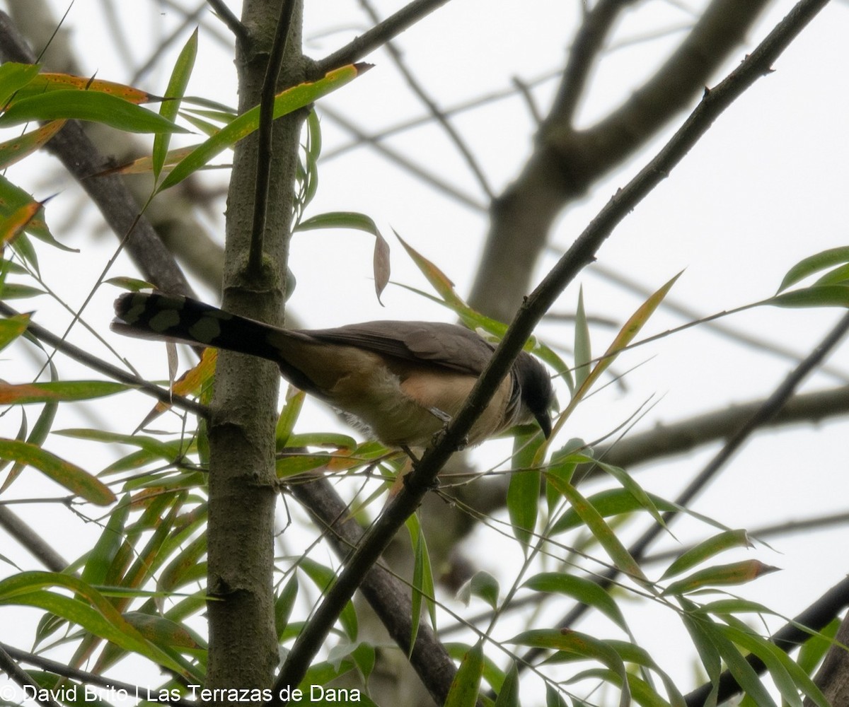 Dark-billed Cuckoo - ML178030271