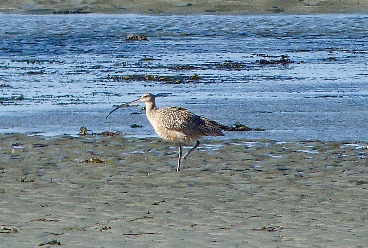 Long-billed Curlew - Bud Rowe