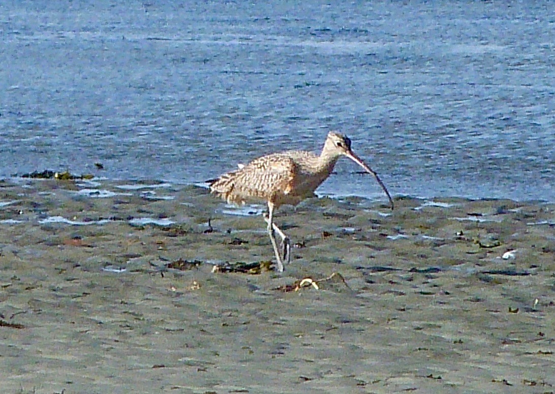 Long-billed Curlew - ML178030611