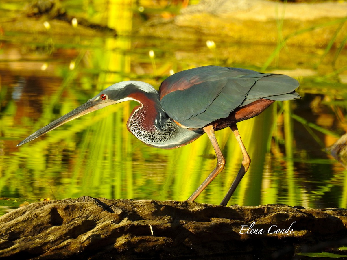 volavka agami - ML178031641