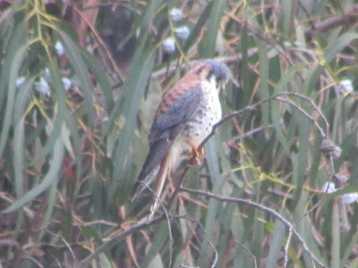 American Kestrel - Nelson Contardo