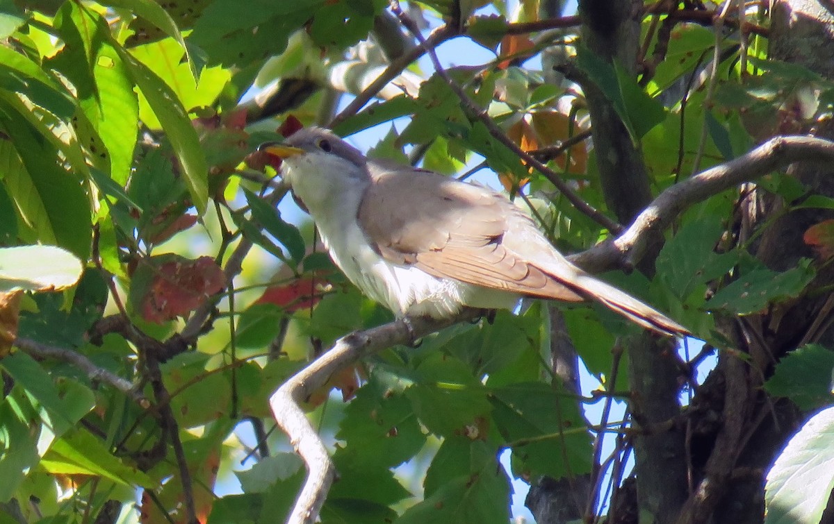 Cuclillo Piquigualdo - ML178032281