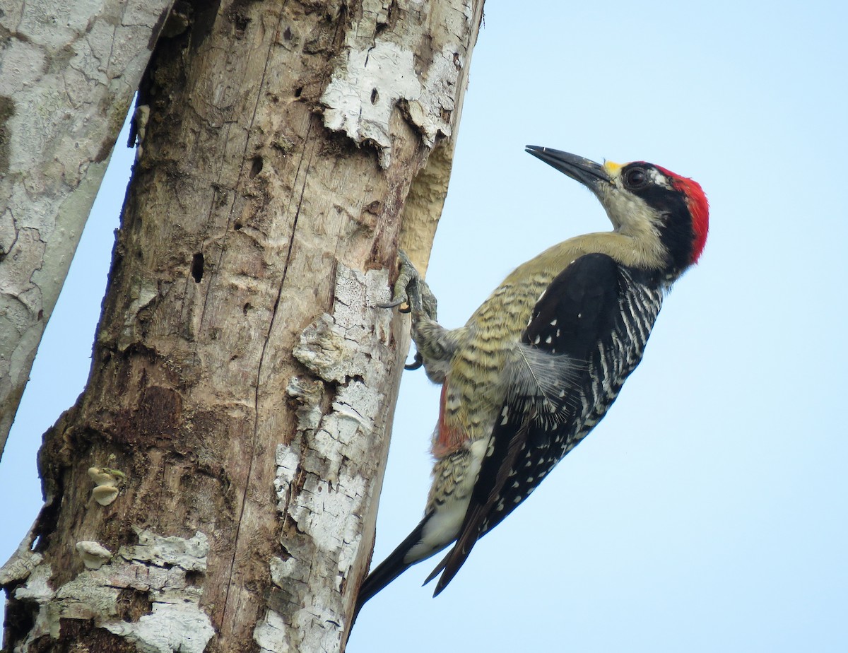 Black-cheeked Woodpecker - ML178033221