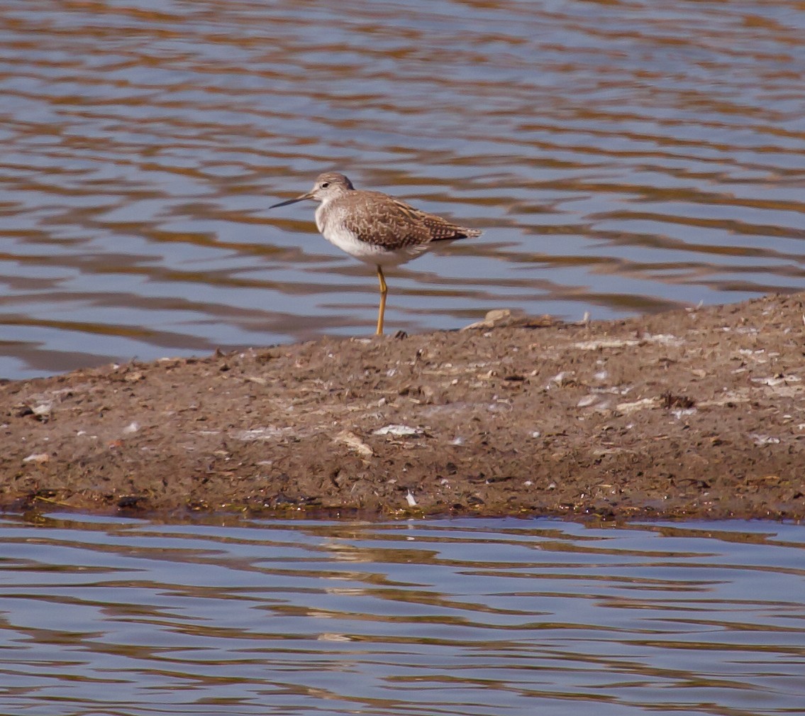 Greater Yellowlegs - ML178033871