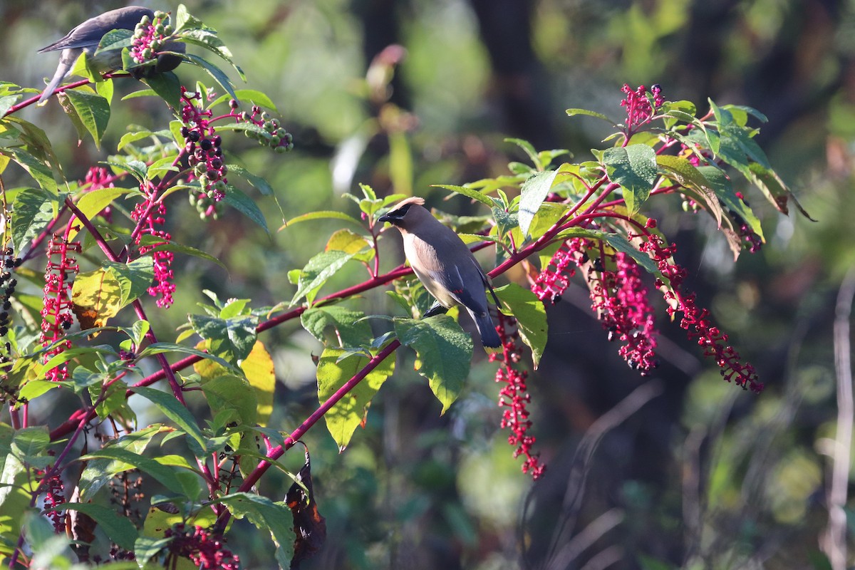 Cedar Waxwing - ML178035471