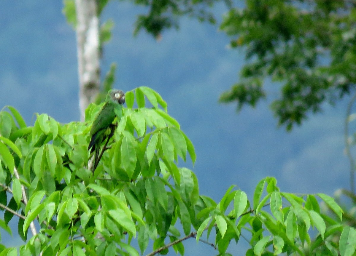 Conure de Weddell - ML178035561