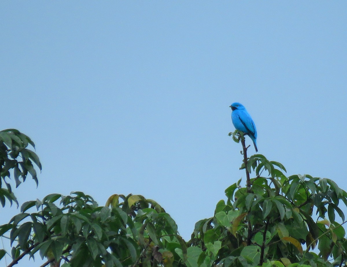 Cotinga des Maynas - ML178035651