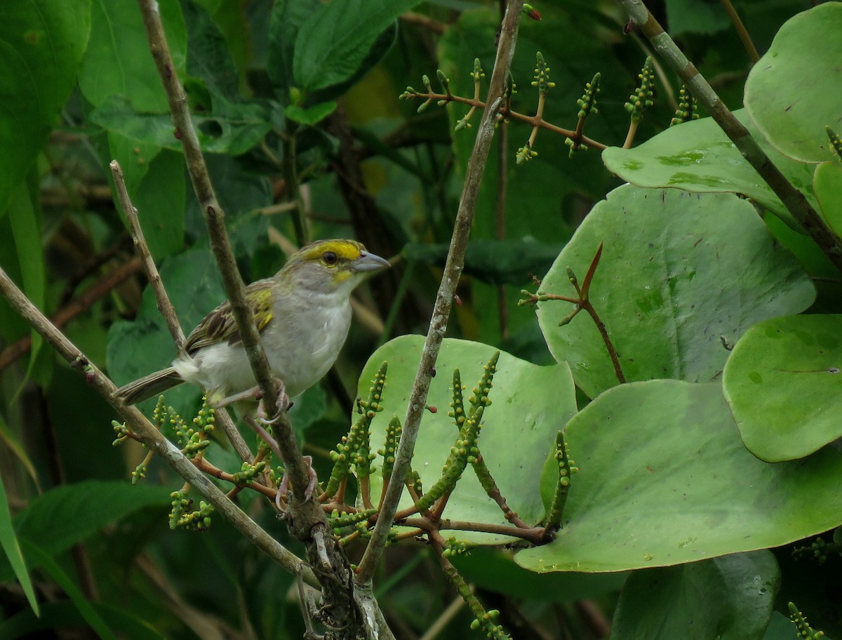 Bruant à front d'or - ML178035731