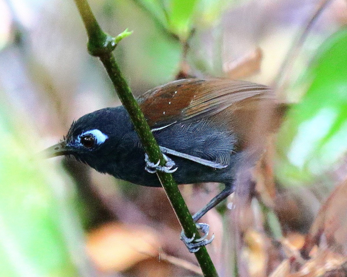 Chestnut-backed Antbird - Ryan Candee