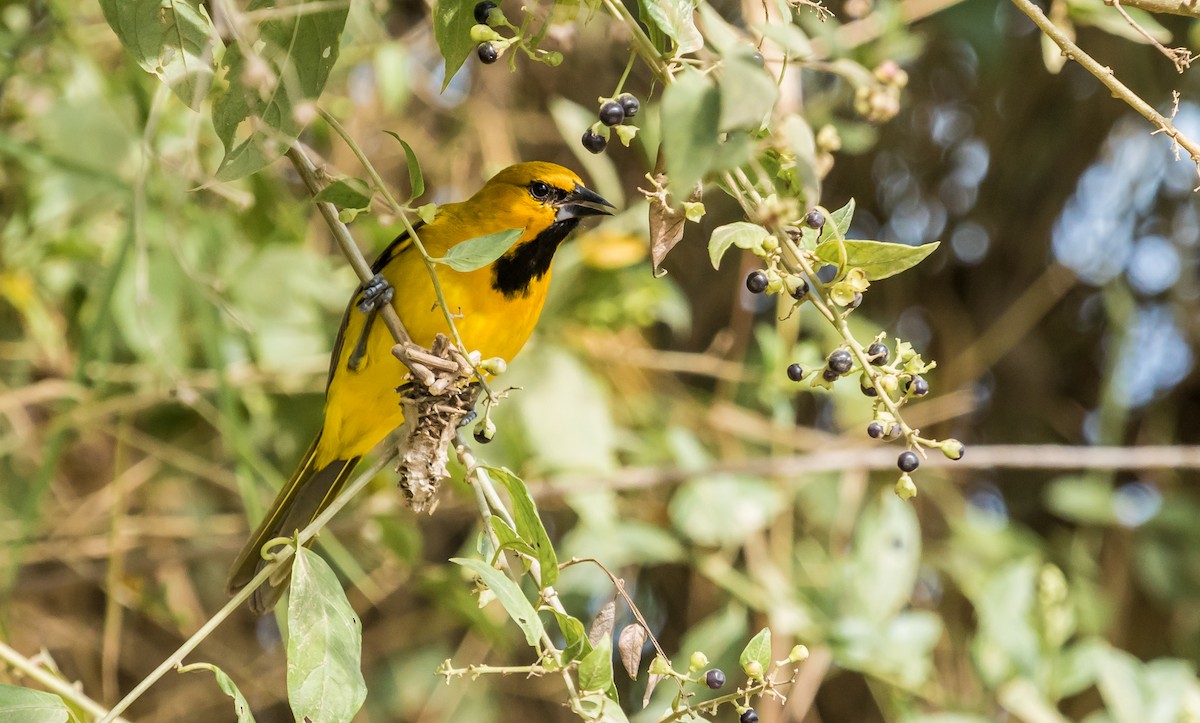 Yellow Oriole - ML178040021