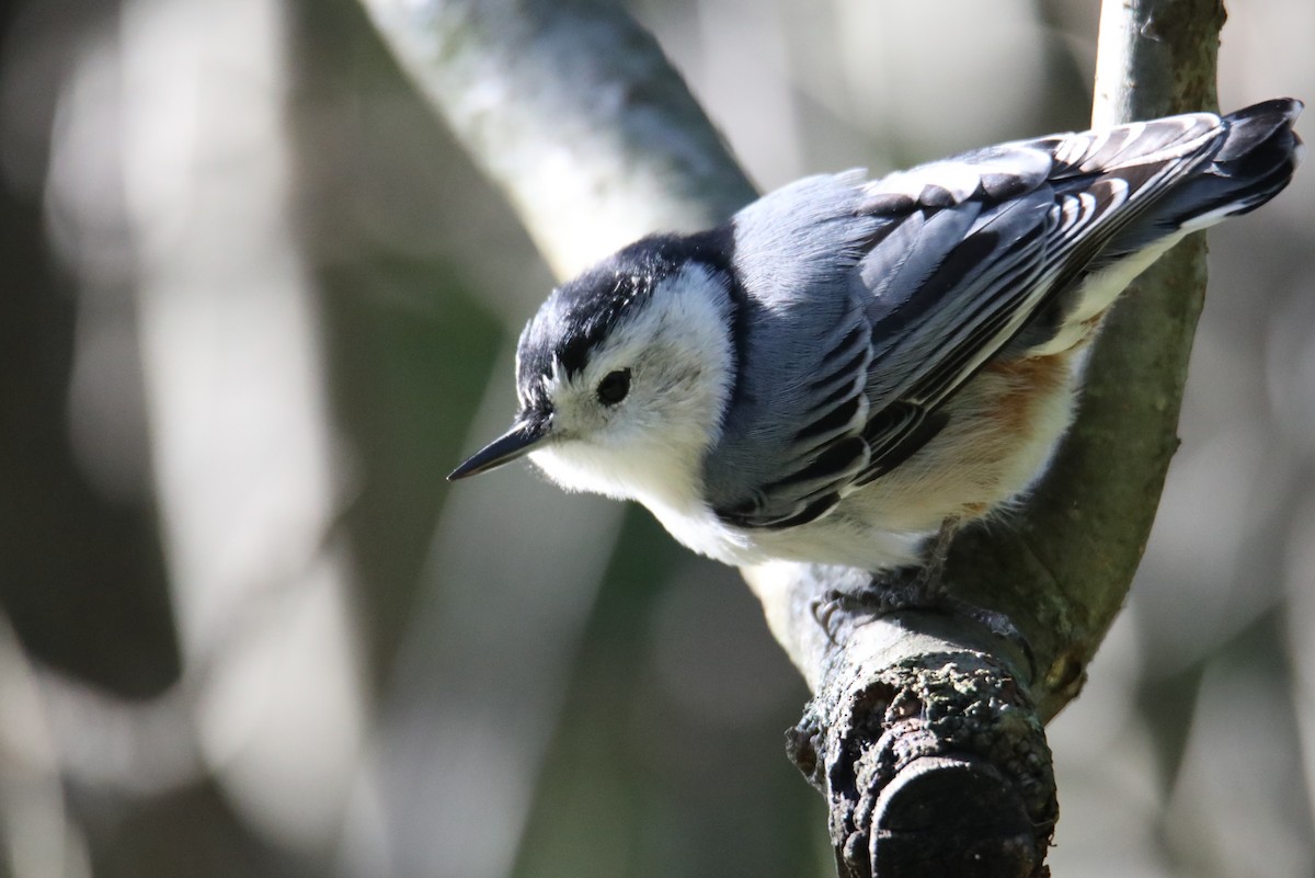 White-breasted Nuthatch - Gustino Lanese