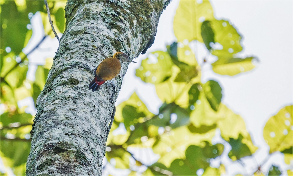 Red-rumped Woodpecker - David Monroy Rengifo