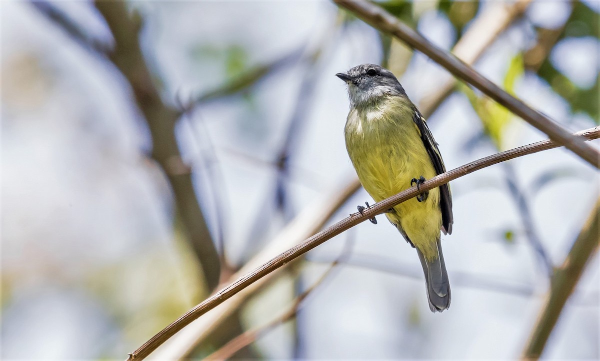 Yellow-crowned Tyrannulet - ML178041171