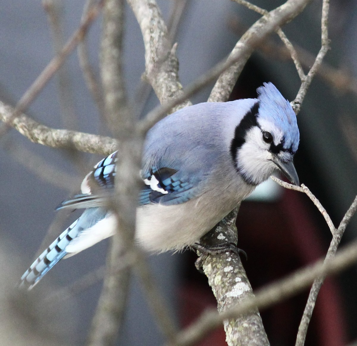 Blue Jay - Nehemiah laudermilch
