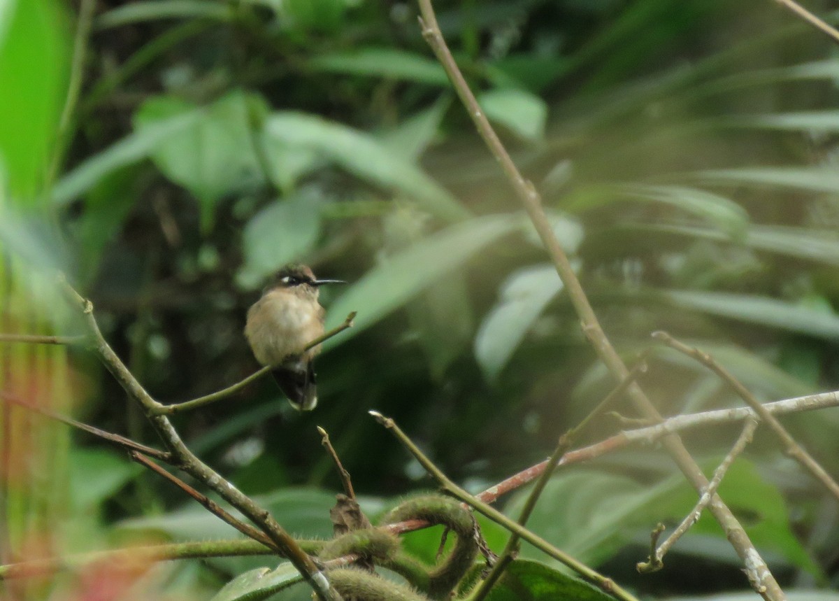 Colibrí Florido de Tolima - ML178042101