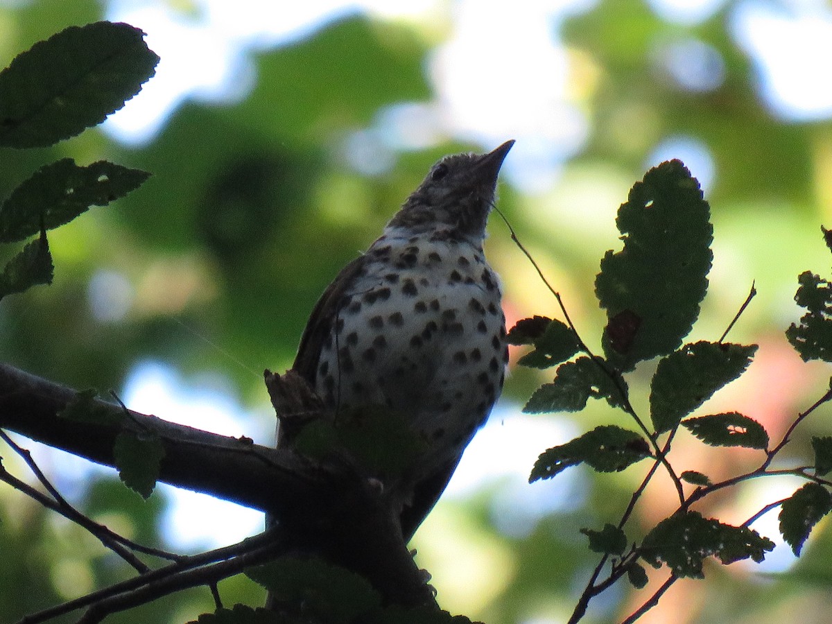 Wood Thrush - ML178043791
