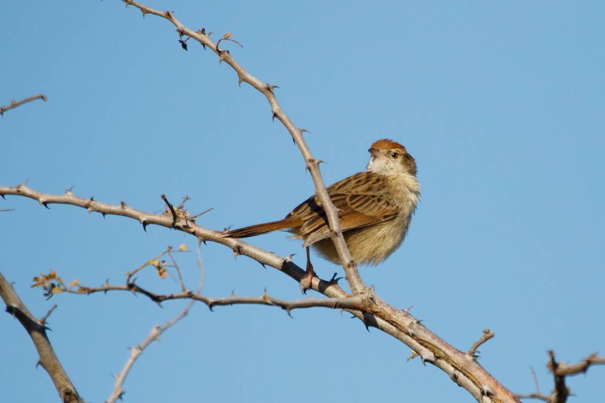 Levaillant's Cisticola - Alistair Walsh