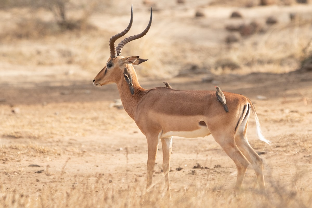 Red-billed Oxpecker - Alistair Walsh