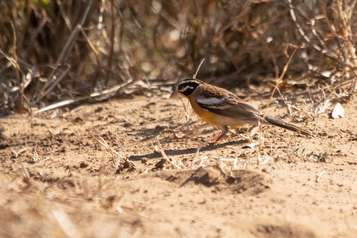 Golden-breasted Bunting - Alistair Walsh