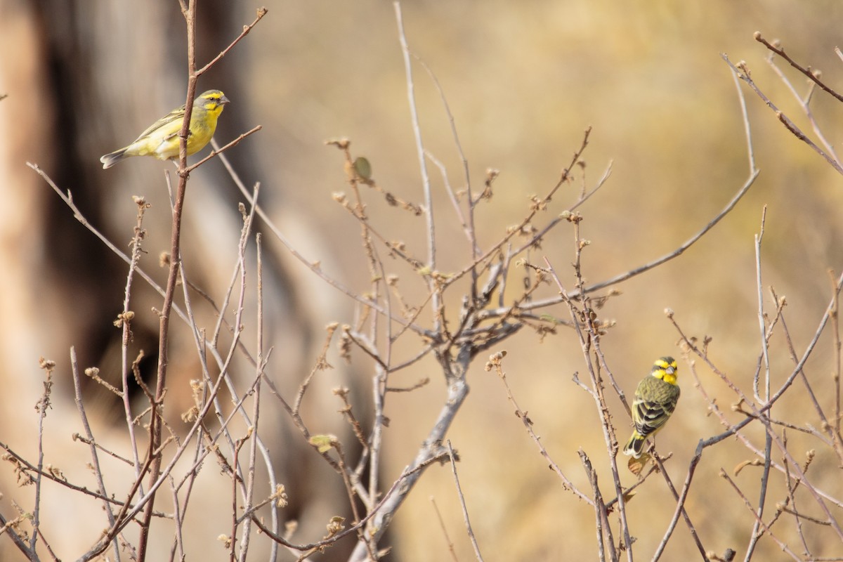Yellow-fronted Canary - Alistair Walsh