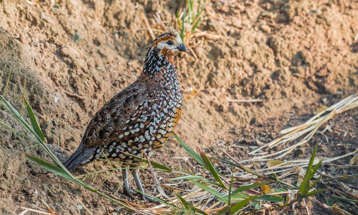 Crested Bobwhite - David Monroy Rengifo