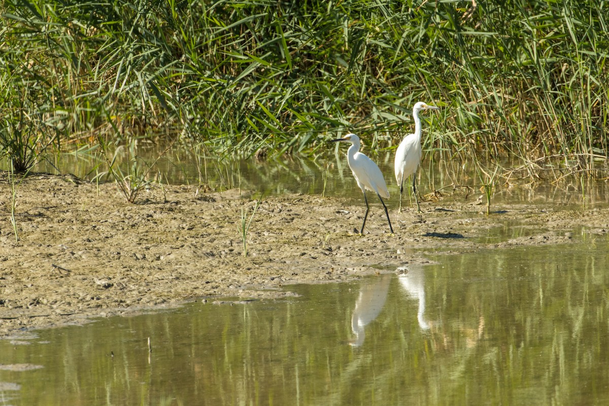 Snowy Egret - ML178046311