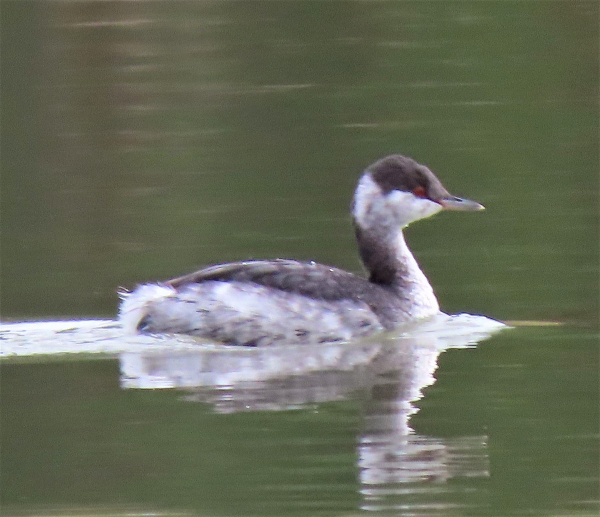 Horned Grebe - ML178049961