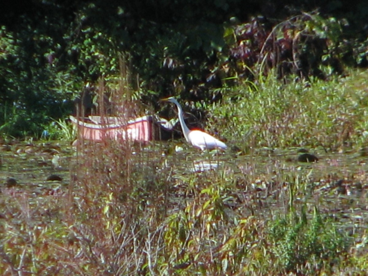 Grande Aigrette - ML178050691