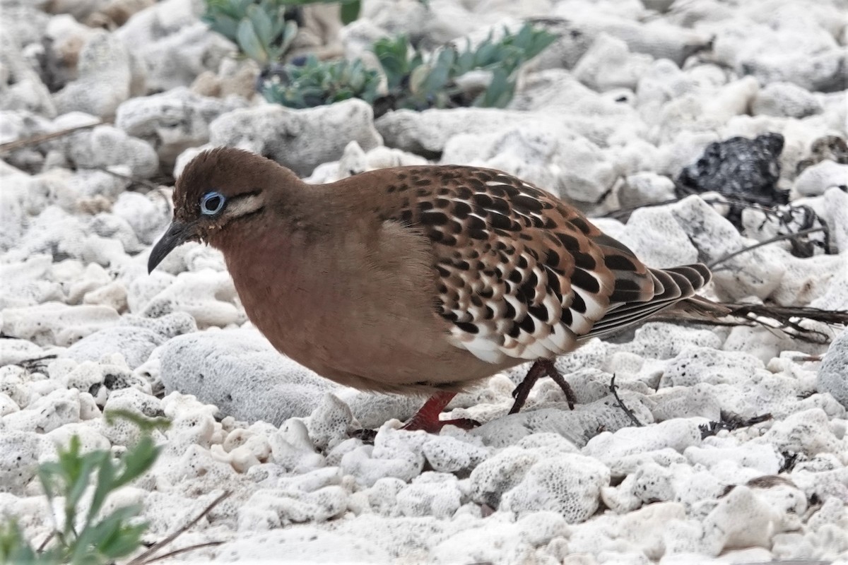 Galapagos Dove - Dick Plambeck