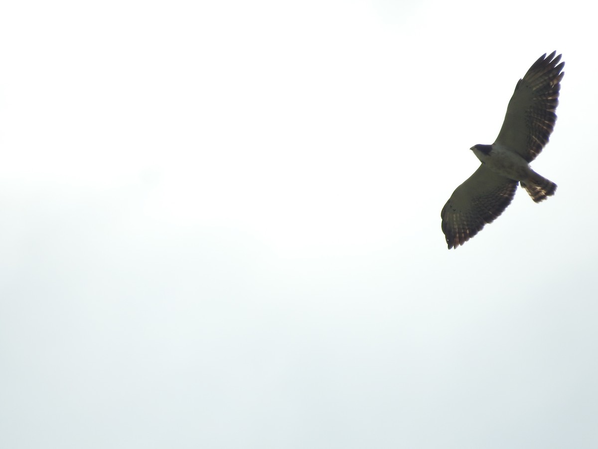 Short-tailed Hawk - Rudy Botzoc @ChileroBirding