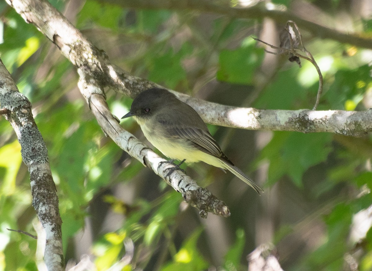 Eastern Phoebe - ML178053411