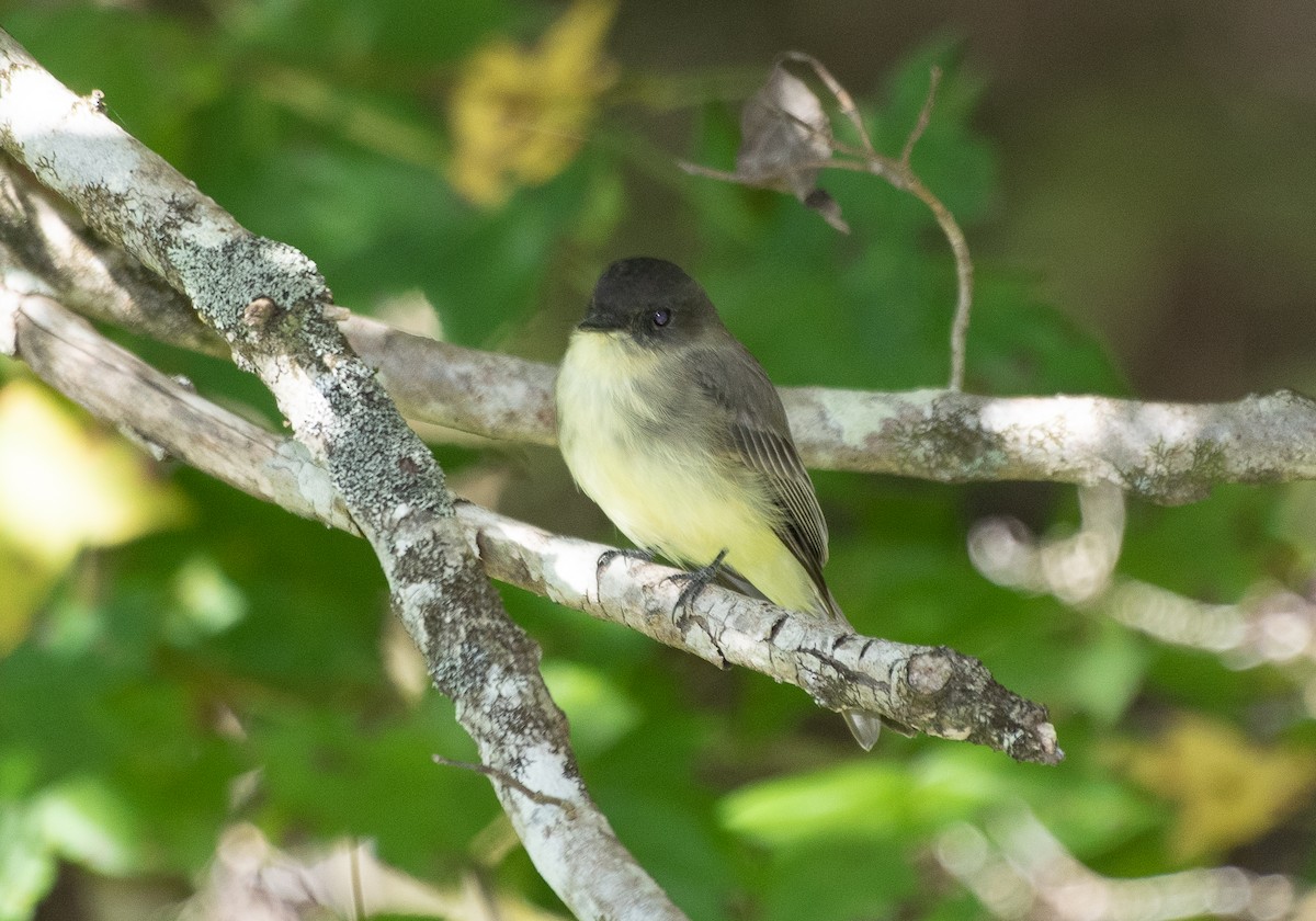 Eastern Phoebe - ML178053421