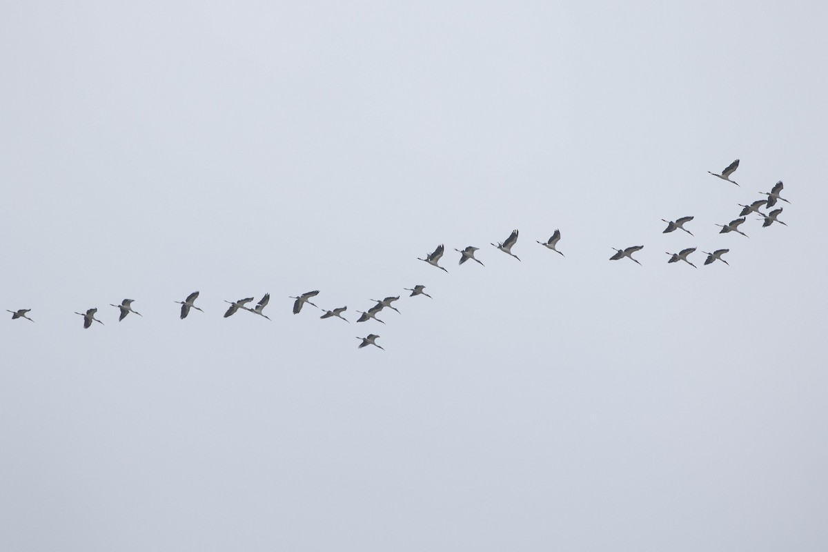 Wood Stork - ML178053491