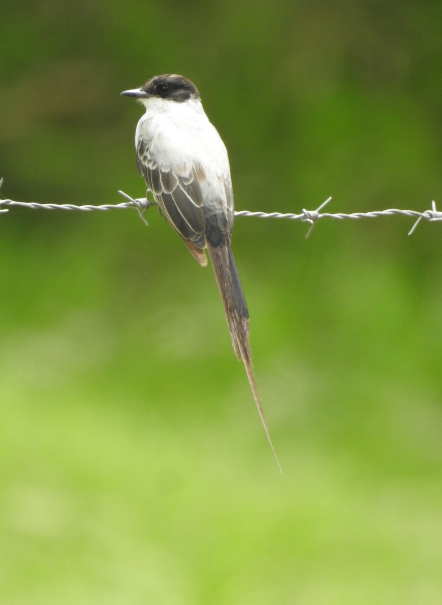 Fork-tailed Flycatcher - Rudy Botzoc @ChileroBirding