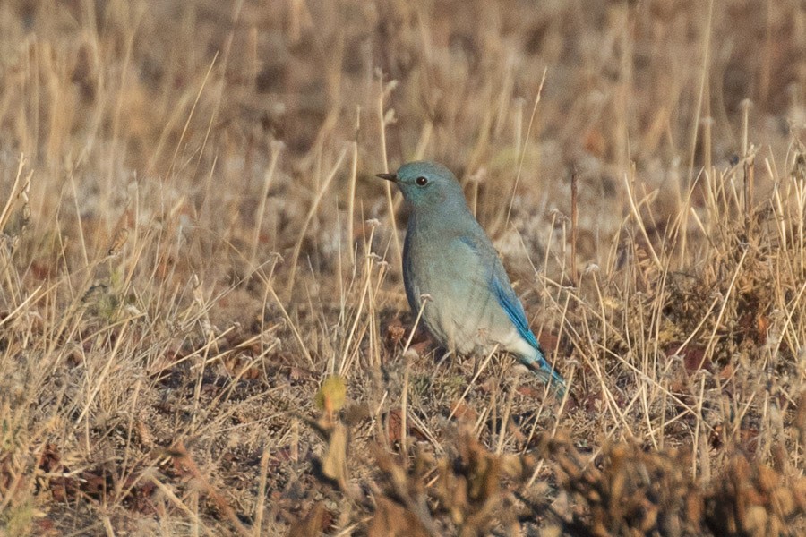 Mountain Bluebird - ML178056771