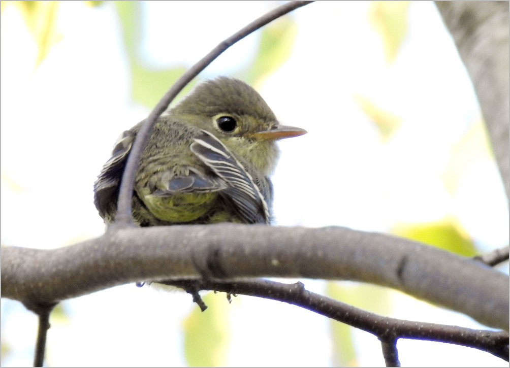 Yellow-bellied Flycatcher - Carena Pooth