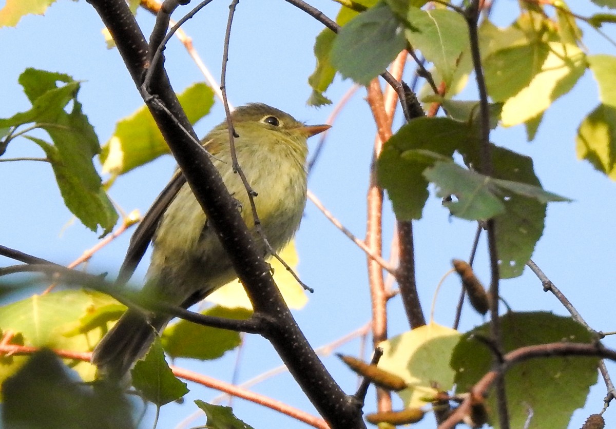 Yellow-bellied Flycatcher - Carena Pooth