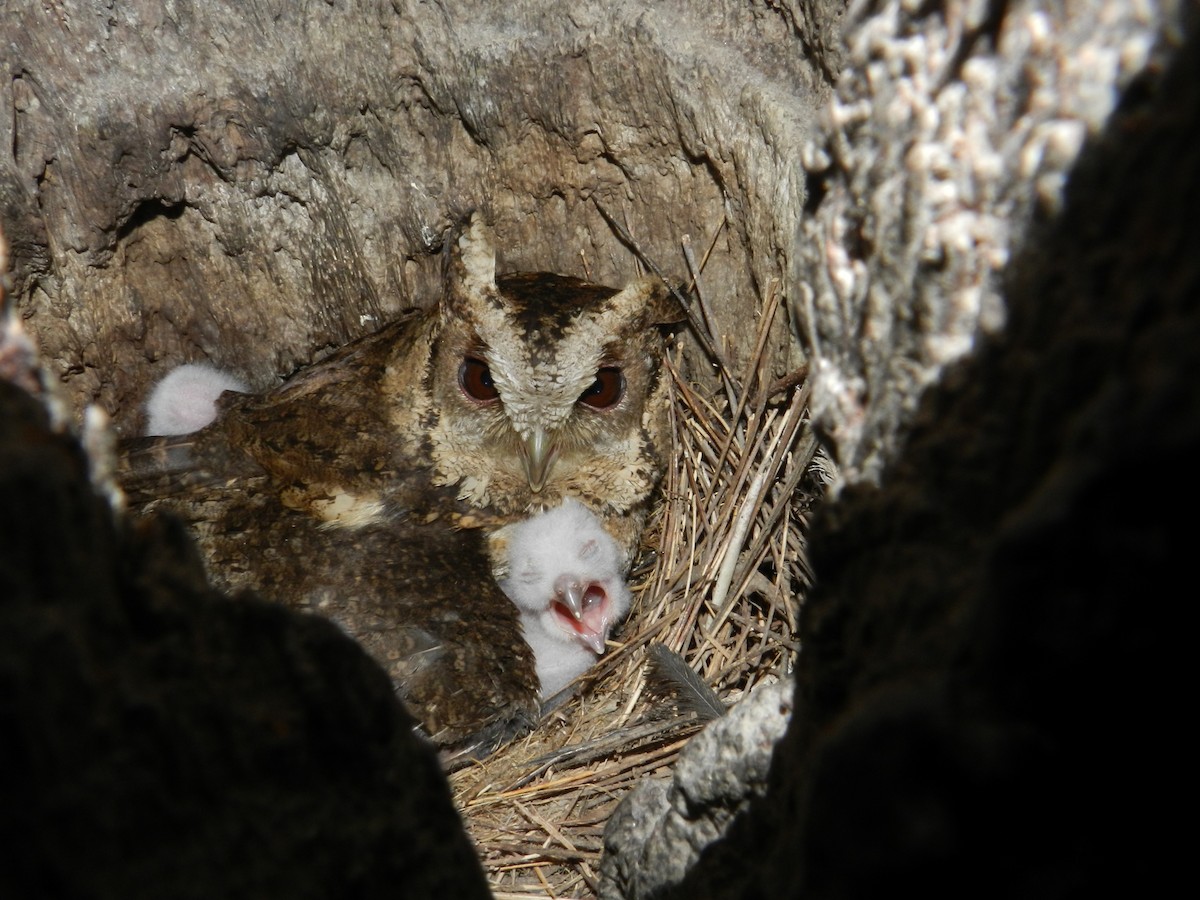 Collared Scops-Owl - ML178058231