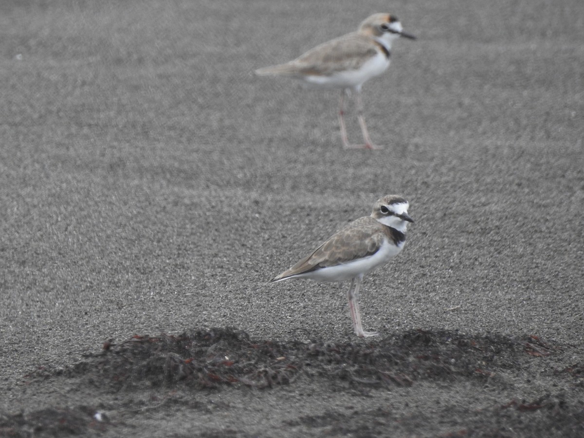 Wilson's Plover - Guilherme Lessa Ferreira