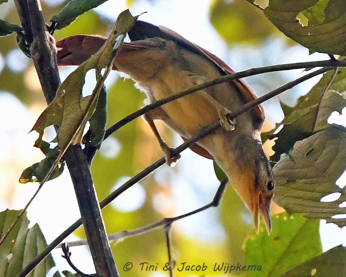 Chestnut-winged Foliage-gleaner - ML178059671