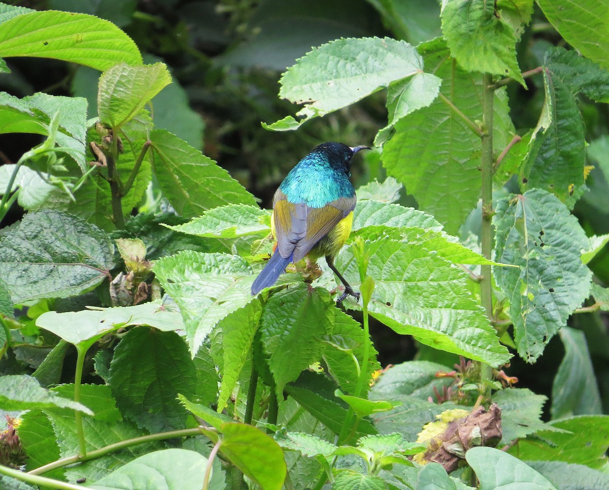 Regal Sunbird - Mike Wheeler