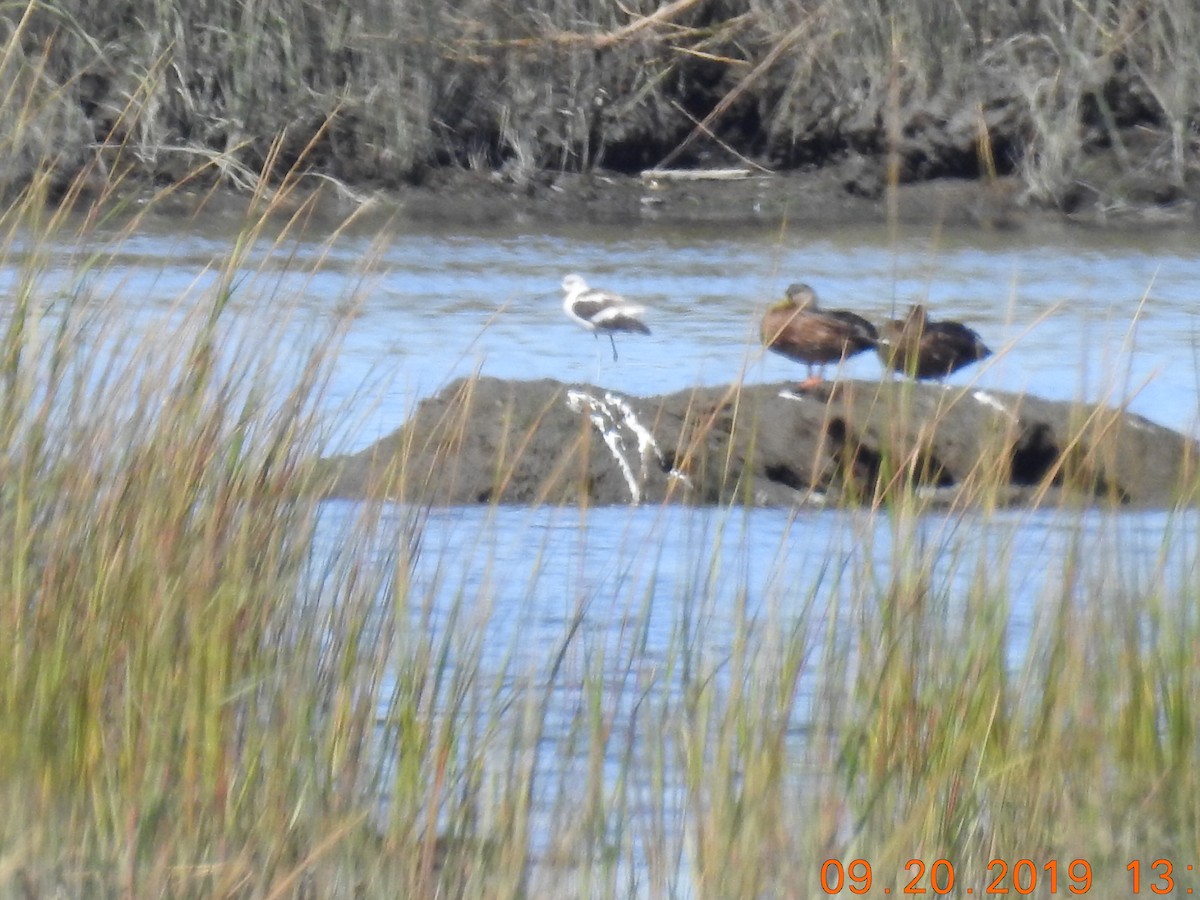 Avoceta Americana - ML178060551