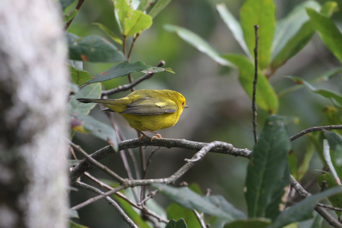 Wilson's Warbler - ML178060881