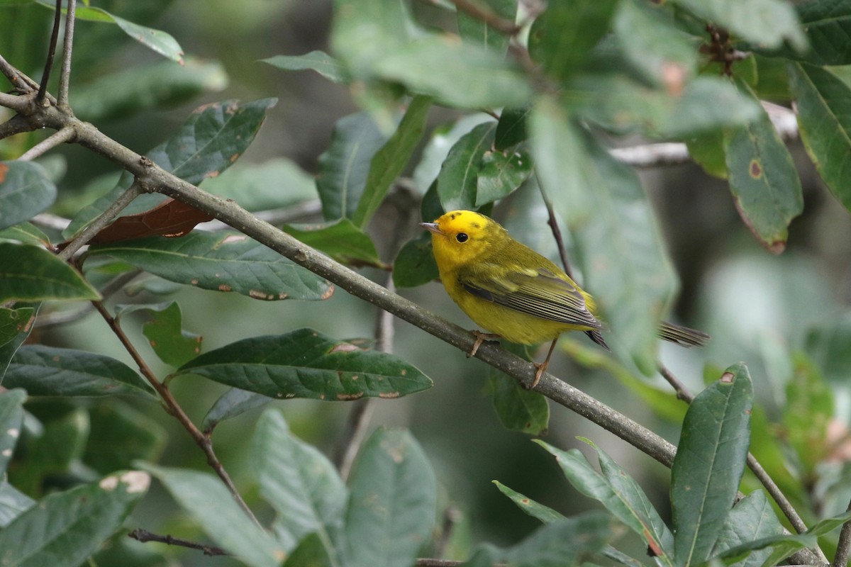 Wilson's Warbler - ML178060911