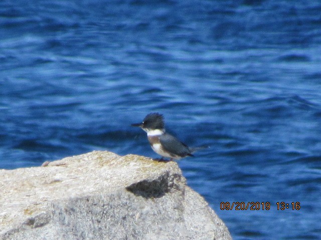 Belted Kingfisher - ML178061571
