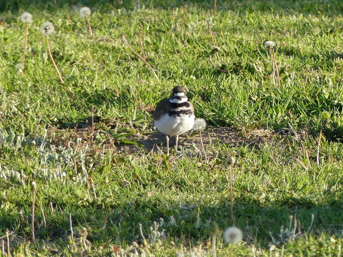 Killdeer - ML178063821