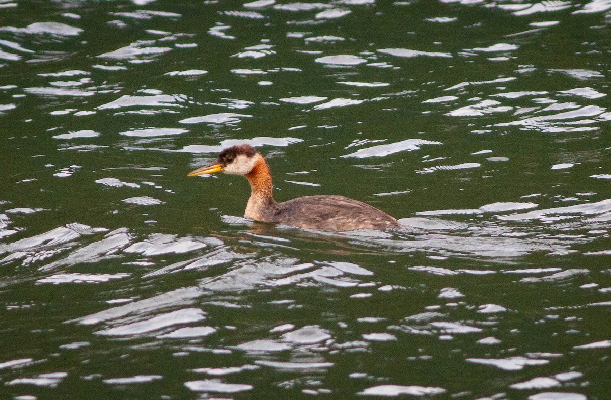 Red-necked Grebe - ML178064131