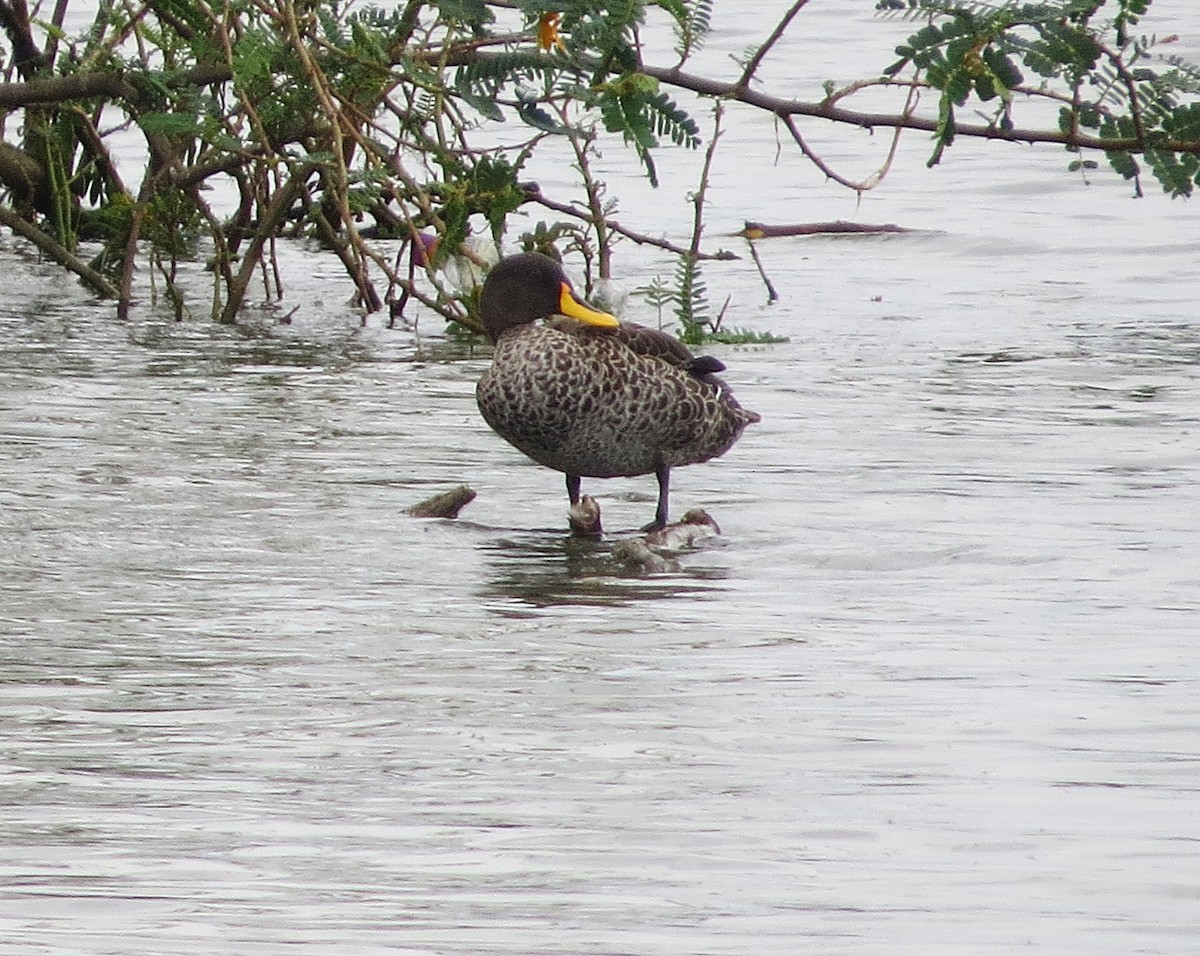 Yellow-billed Duck - ML178066241