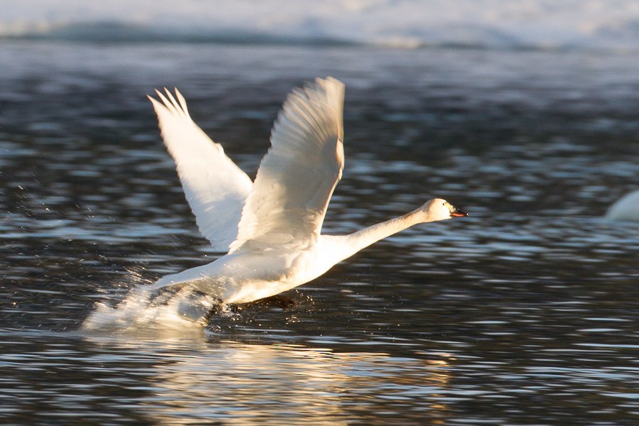 Cygne siffleur - ML178066661